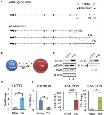 NF-κB Signaling and IL-4 Signaling Regulate SATB1 Expression via Alternative Promoter Usage During Th2 Differentiation